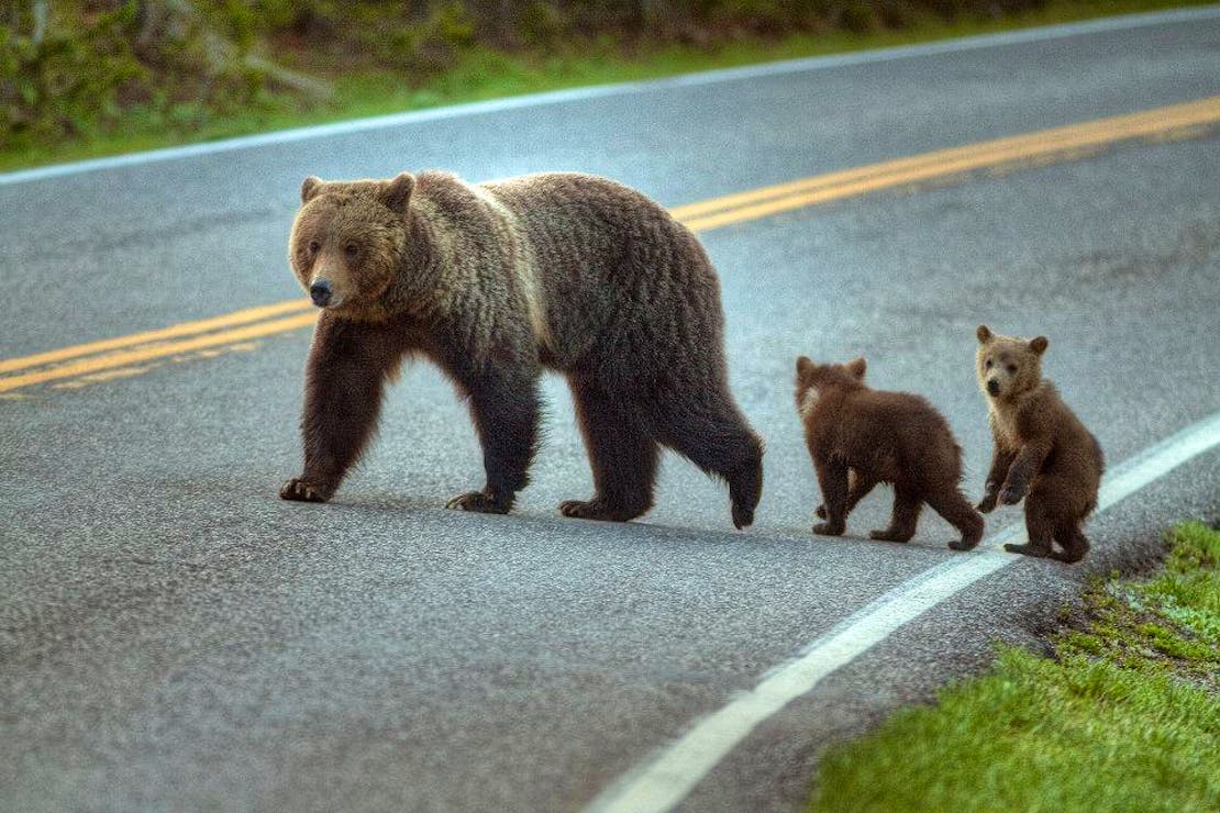 Grizzly and cubs crossing road in Yellowstone NP