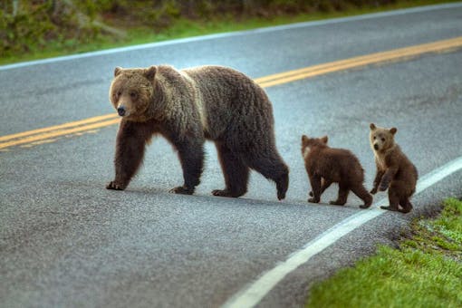 Grizzly and cubs crossing road in Yellowstone NP 