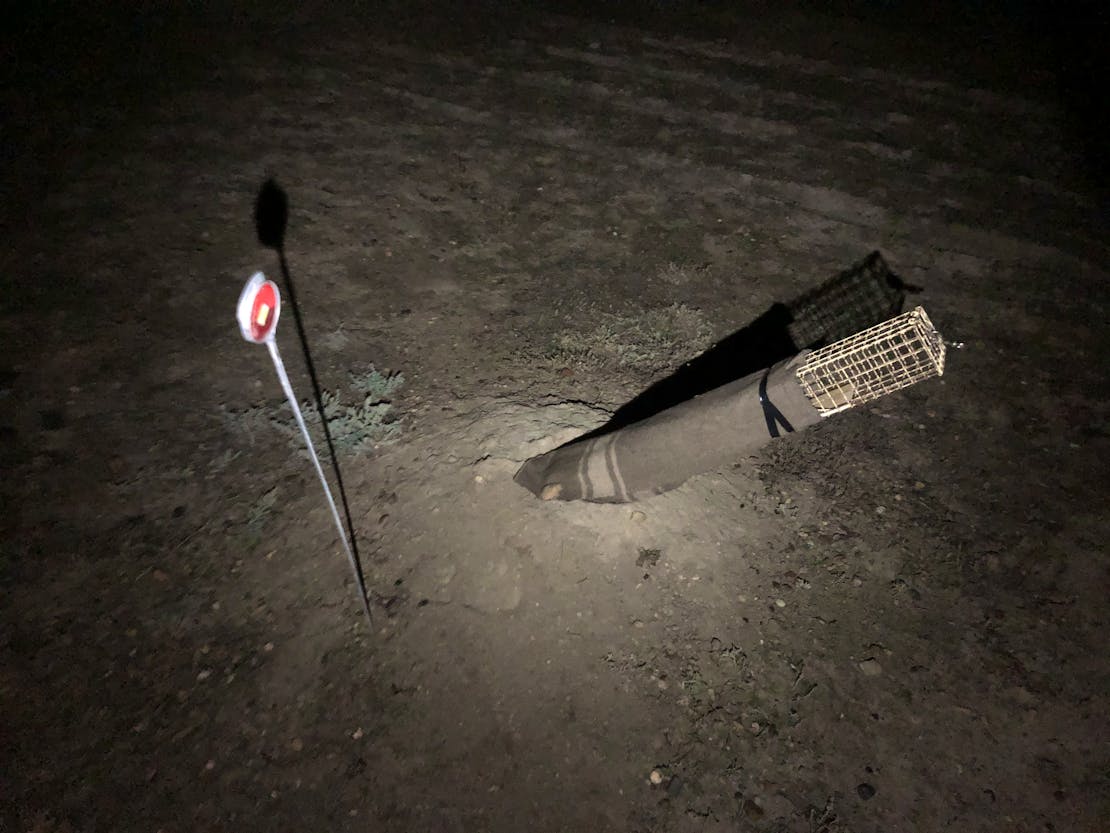 Black-footed ferret trap 