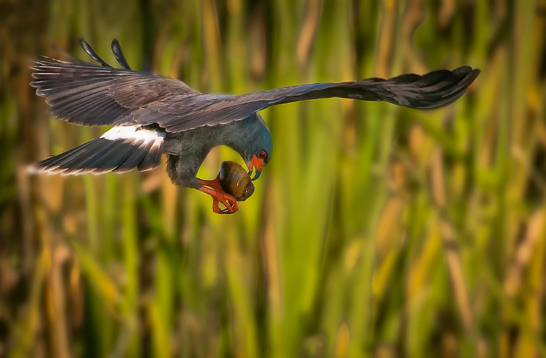 Snail kite with snail