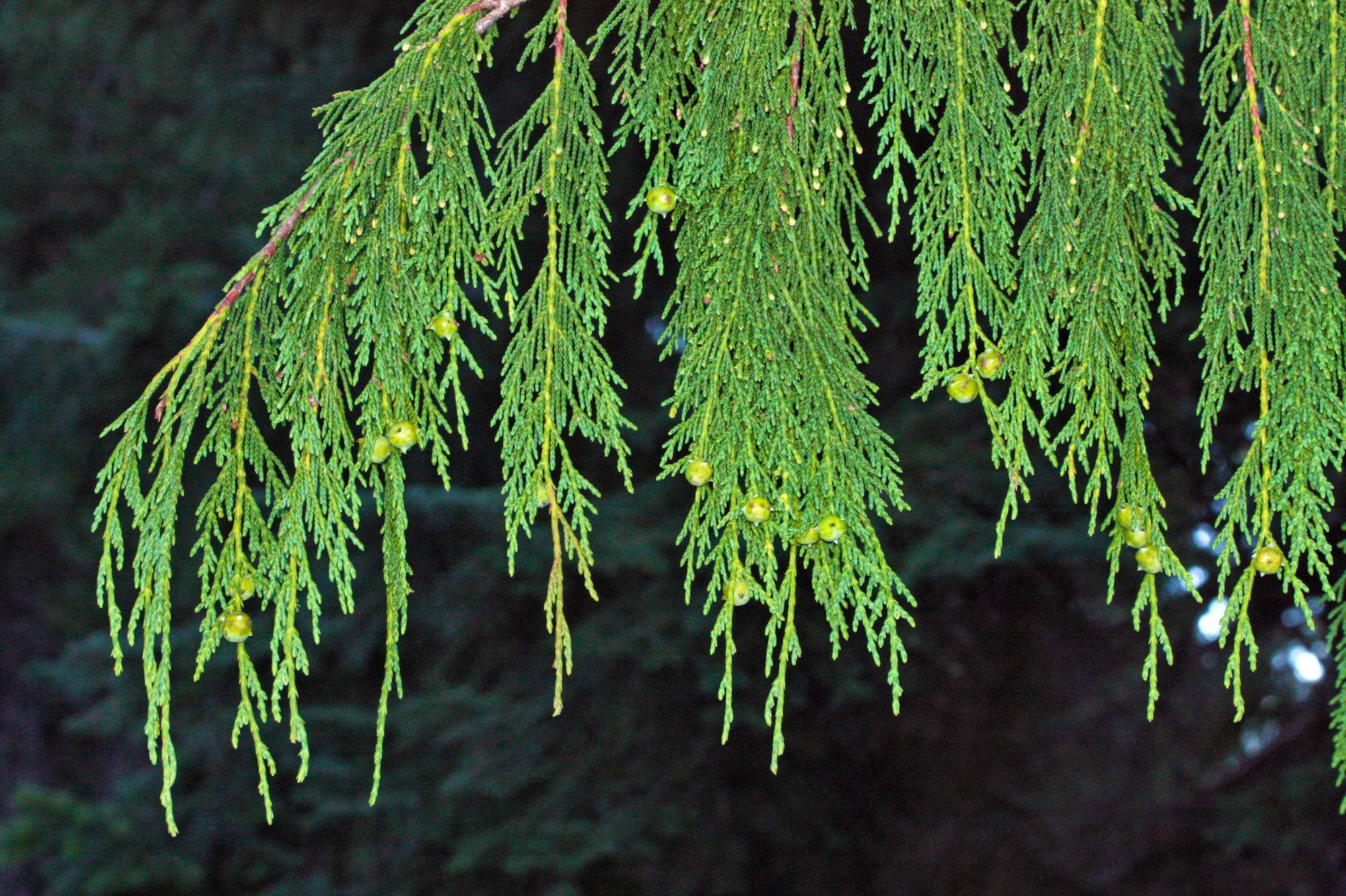 Yellow cedar