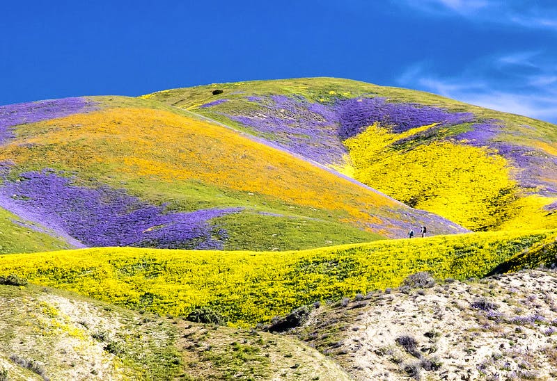 Carrizo Plain National Monument California superbloom