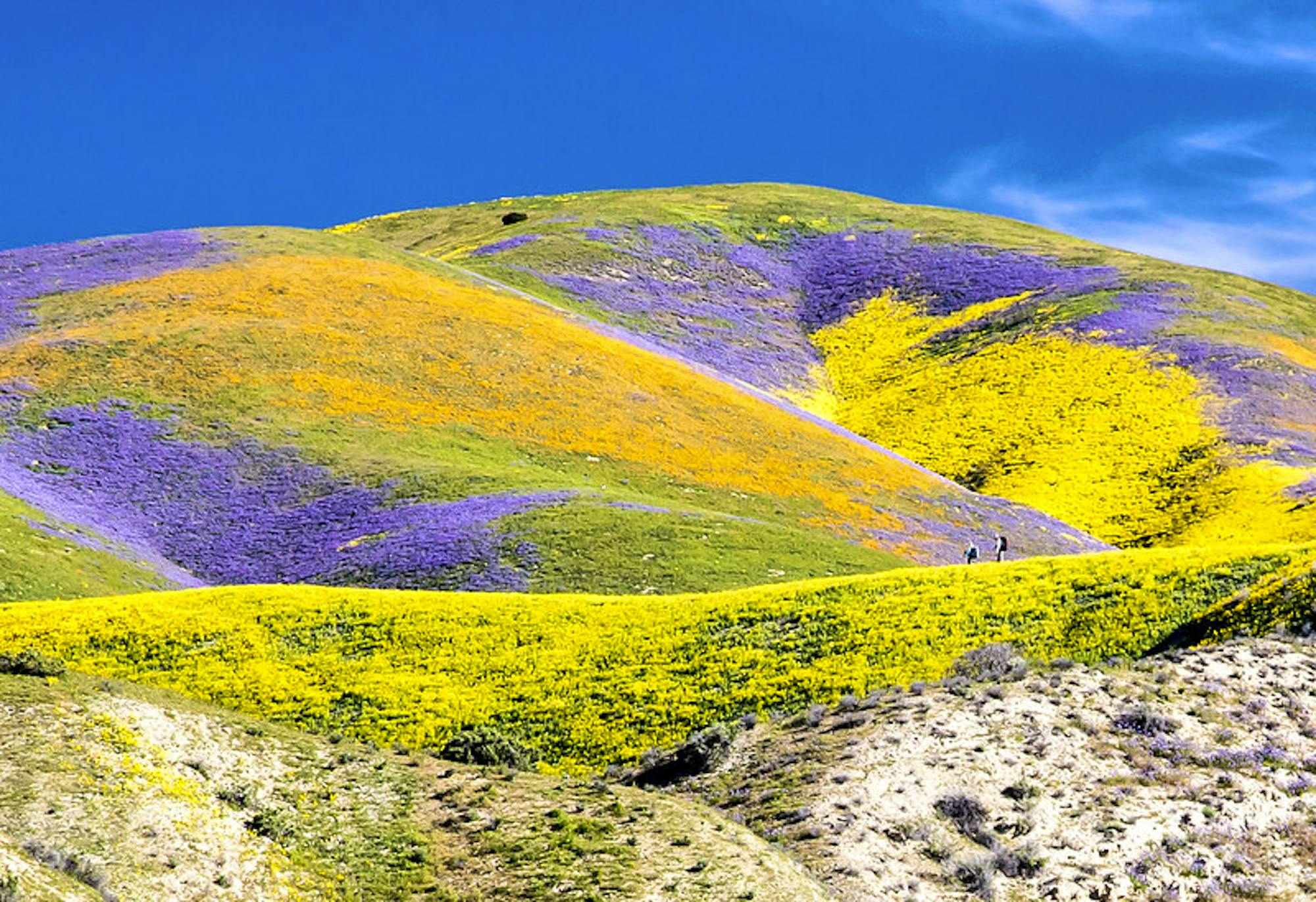 Carrizo Plain National Monument California superbloom