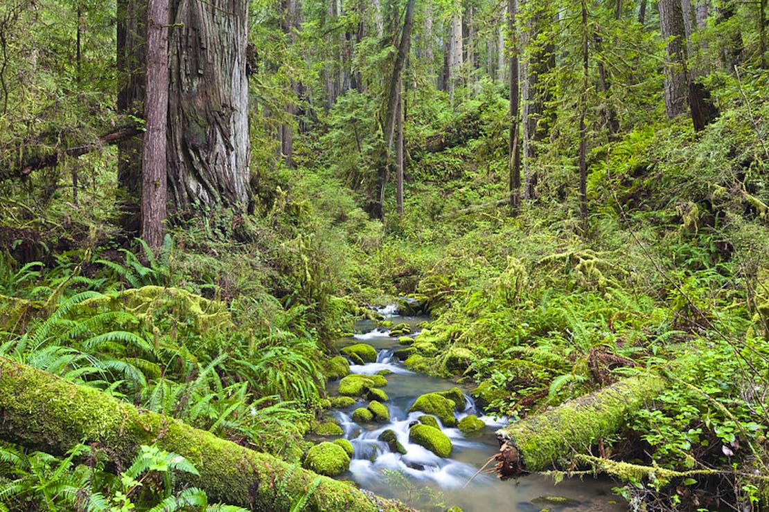 Headwaters Forest Reserve California 