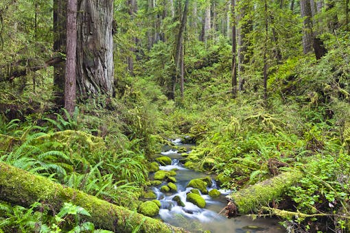 Headwaters Forest Reserve California 