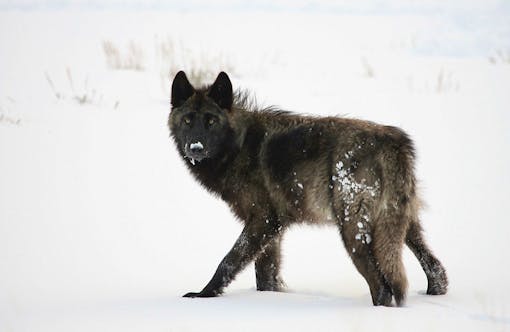 Wolf in Lamar Valley Yellowstone NP 