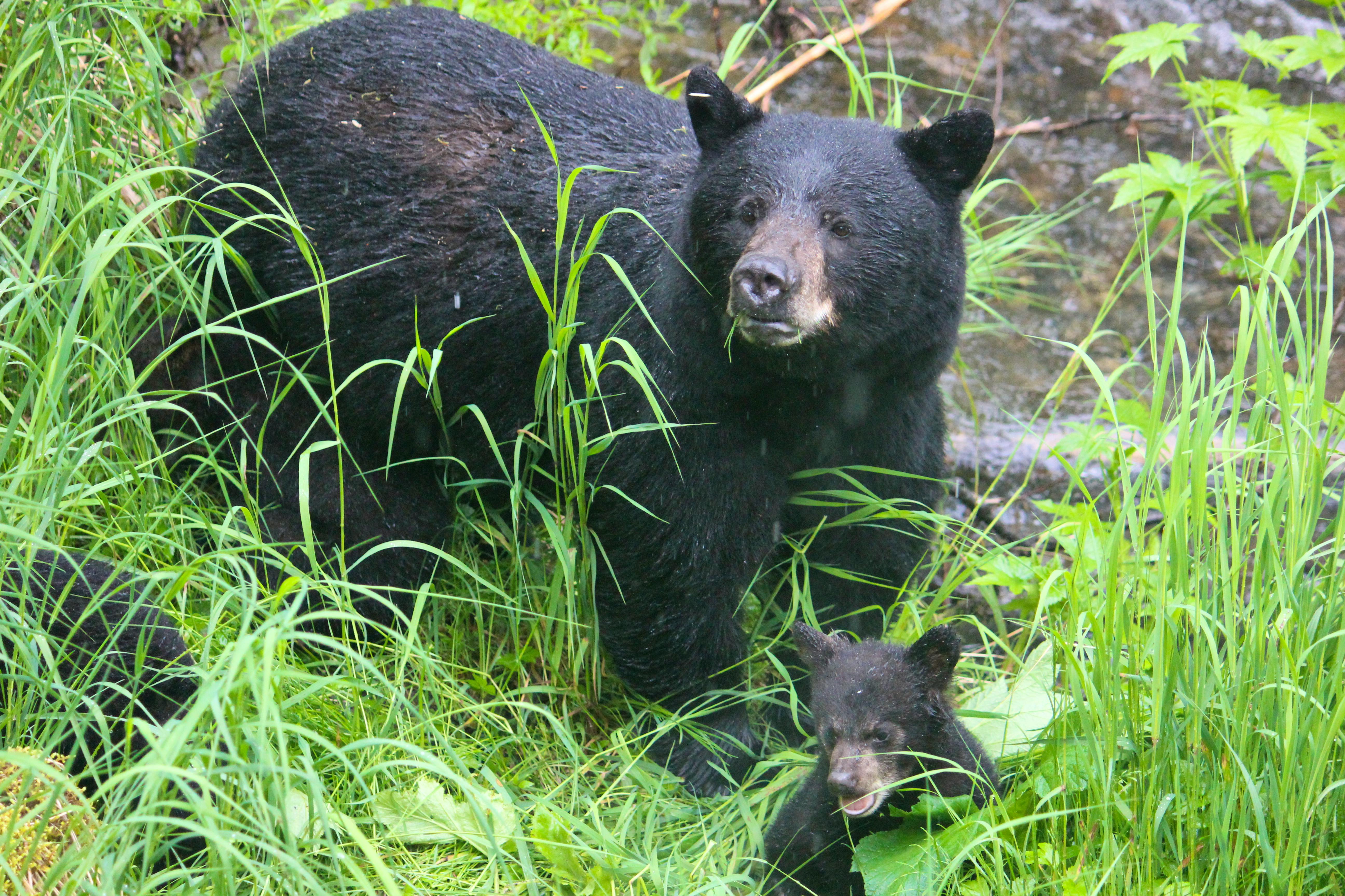 Black bear momma and cubs in the Tongass