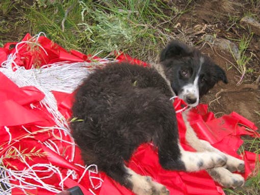 livestock guardian puppy with fladry