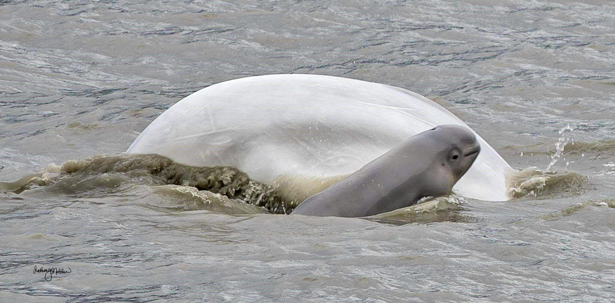 Belugas taken along turnagain arm 