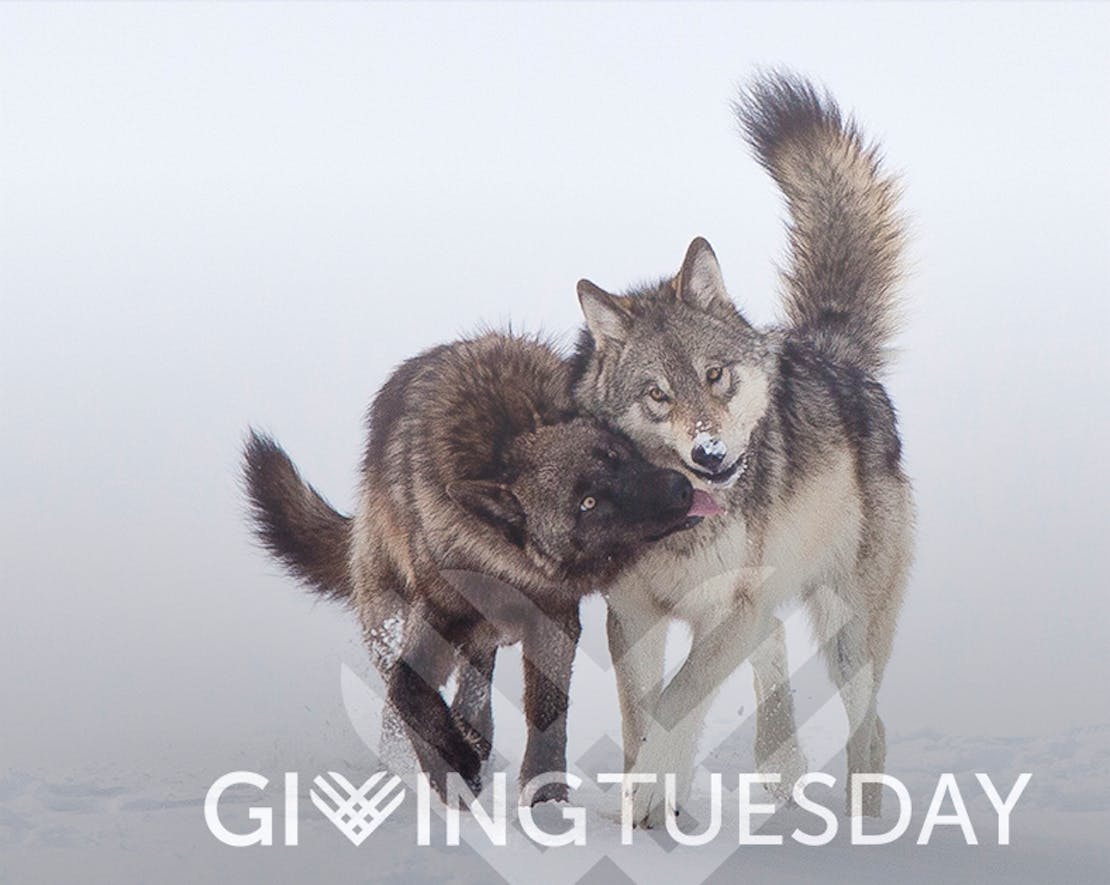 Giving Tuesday Overlay wolves