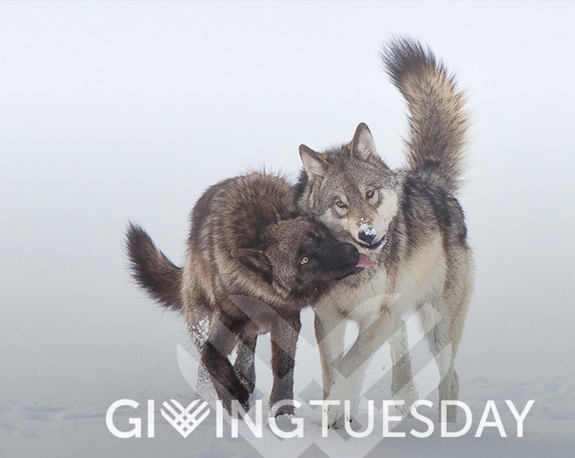 Giving Tuesday Overlay wolves