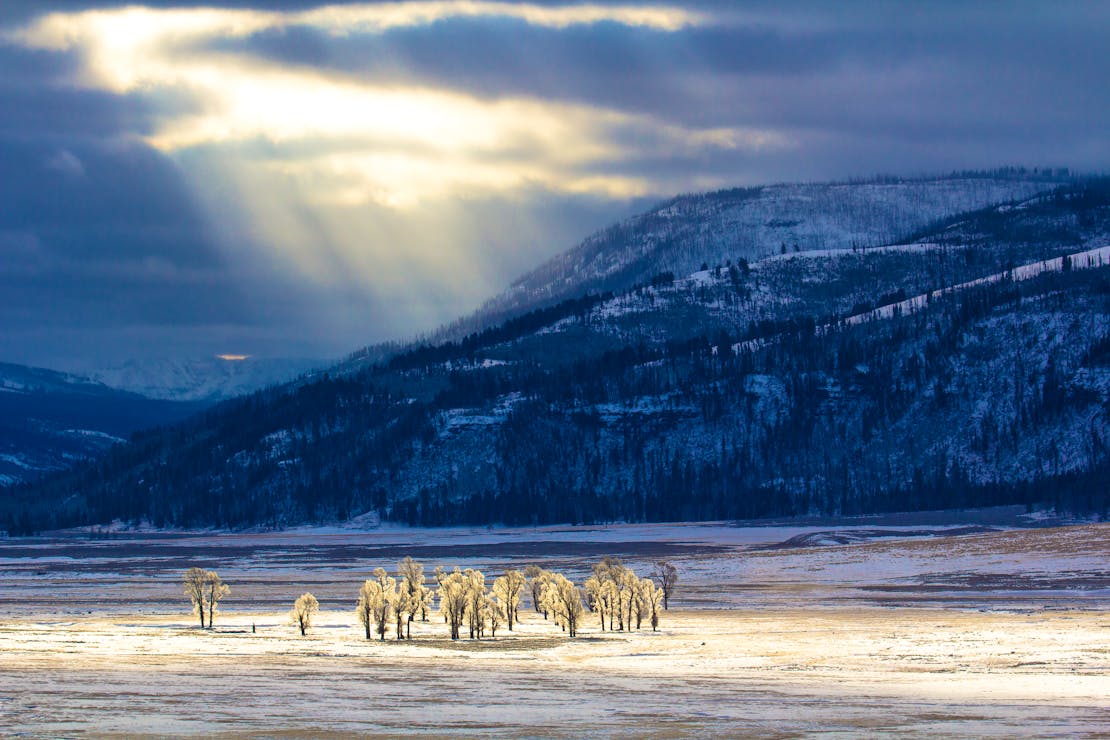 Lamar valley Yellowstone cottonwoods 