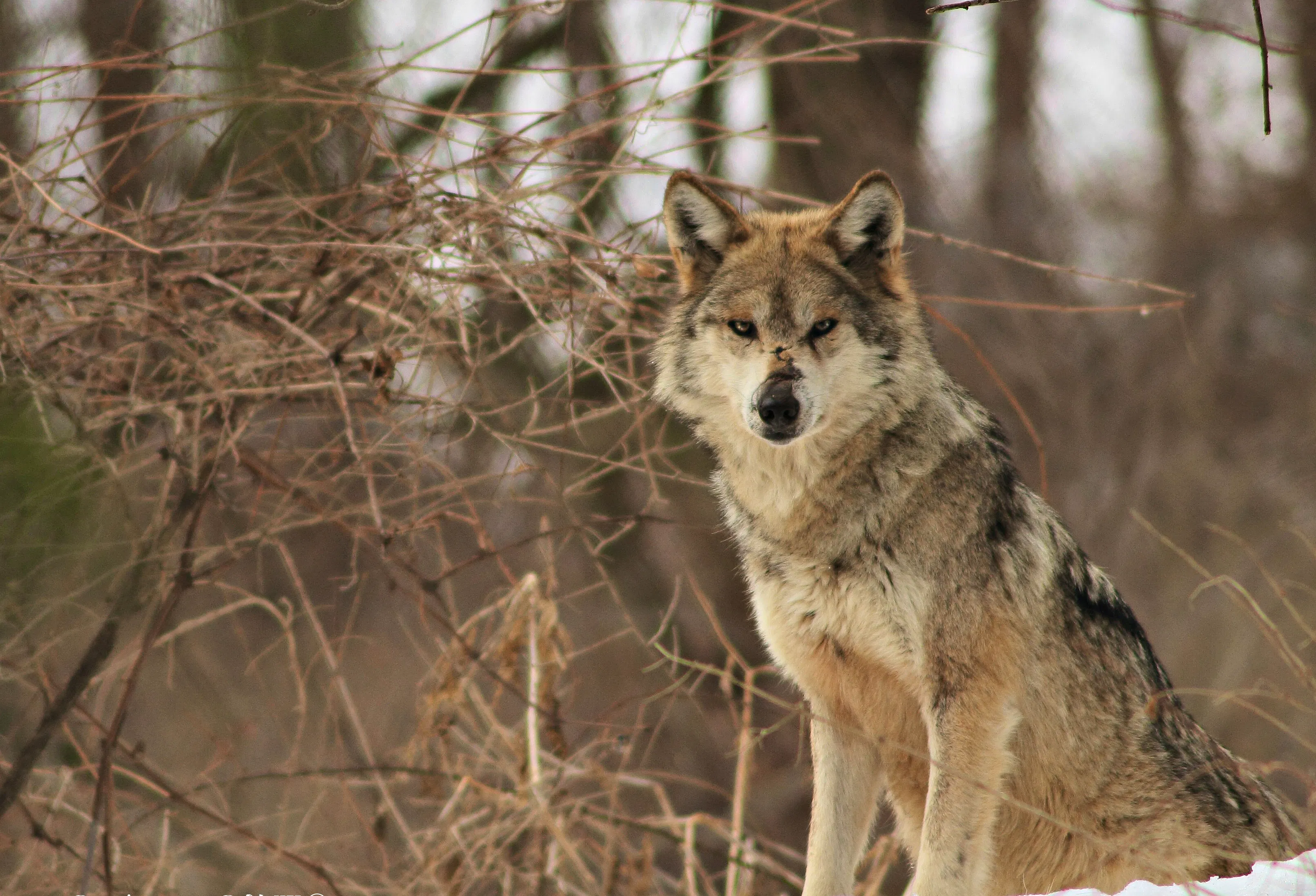 Mexican gray wolf