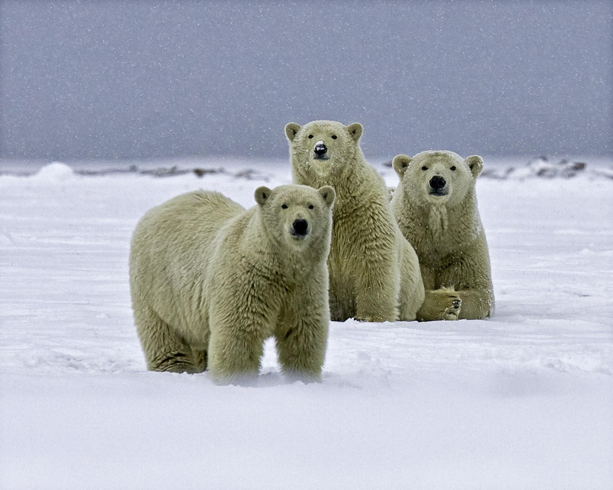 Polar Bears