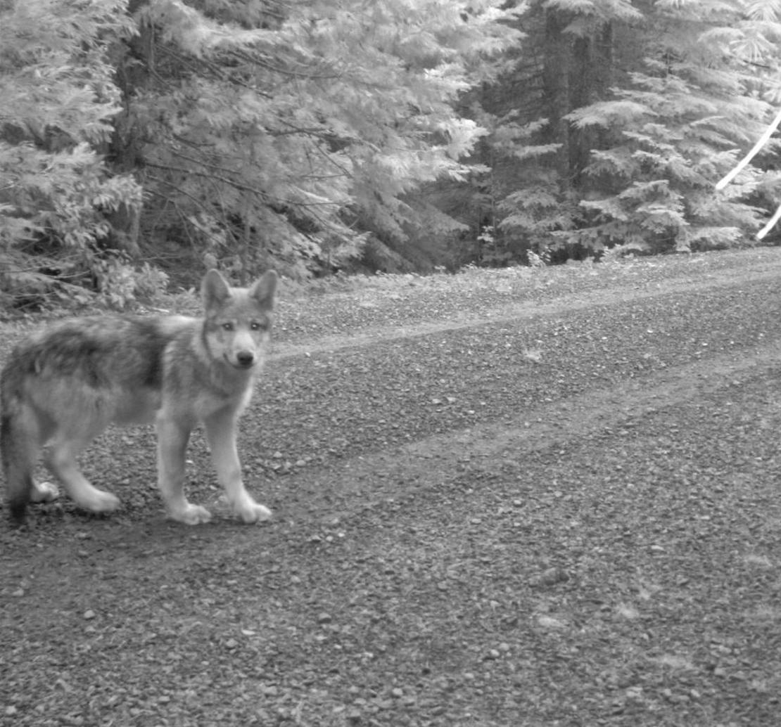 One of OR-7's wolf pups in southwestern Oregon