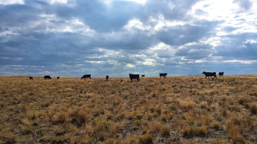 Cattle graze near the Trout Creek Mountains in southeastern Oregon