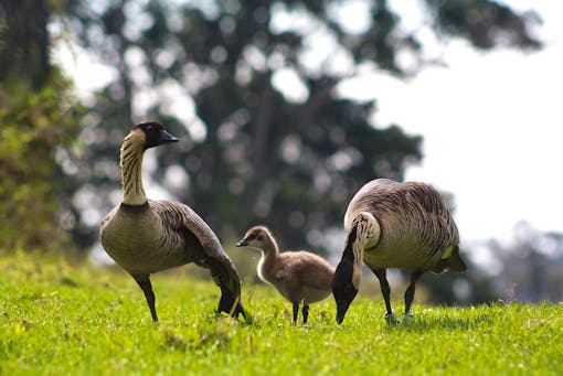 Nēnē, Branta sandvicensis, an endangered endemic bird in Hawai`i. - Hawai‘i Volcanoes National Park