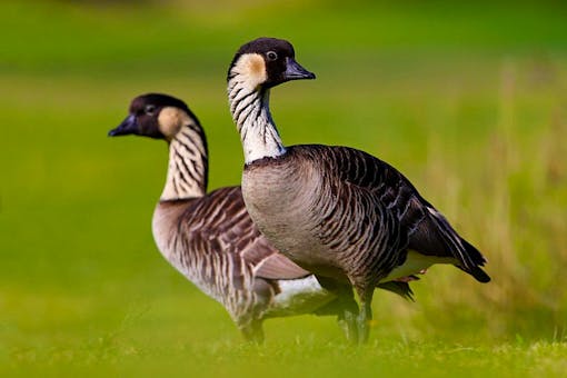 Pair of nēnē in a field