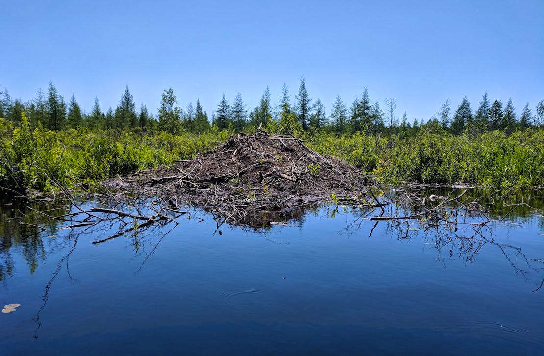 Beaver lodge Superior National Forest 