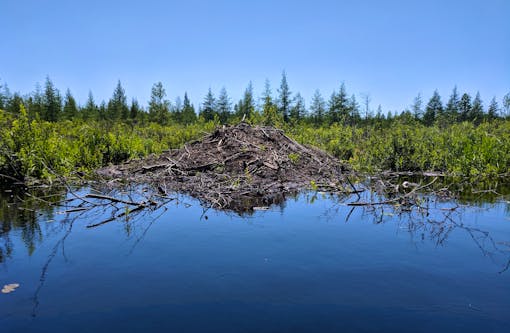 Beaver lodge Superior National Forest 