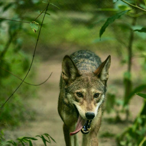 Red wolf