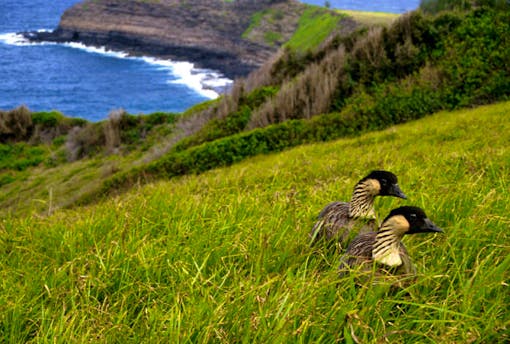 Nene, Hawaiian Goose 