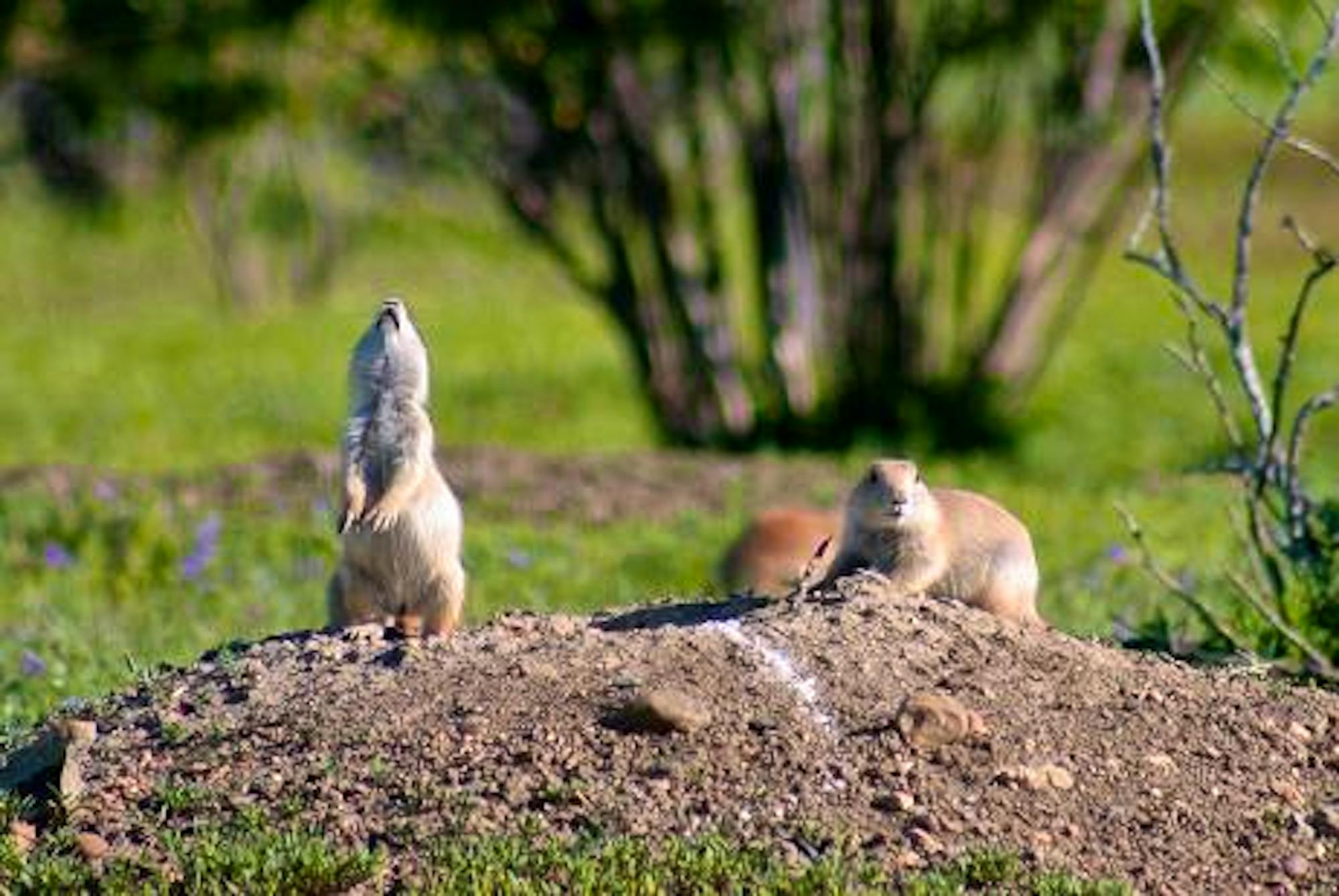 Black-tailed Prairie Dog on CMR NWR