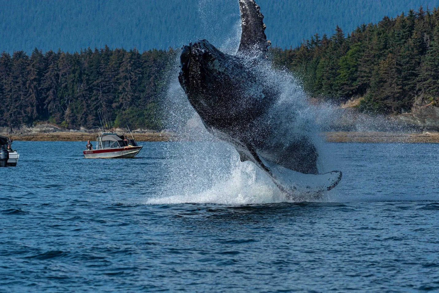 Adult humpback whale breaching in Southeast Alaska 