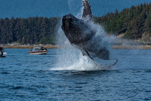 Adult humpback whale breaching in Southeast Alaska 