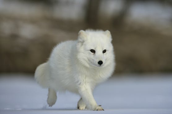 Arctic Fox