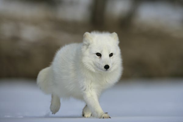 Arctic Fox