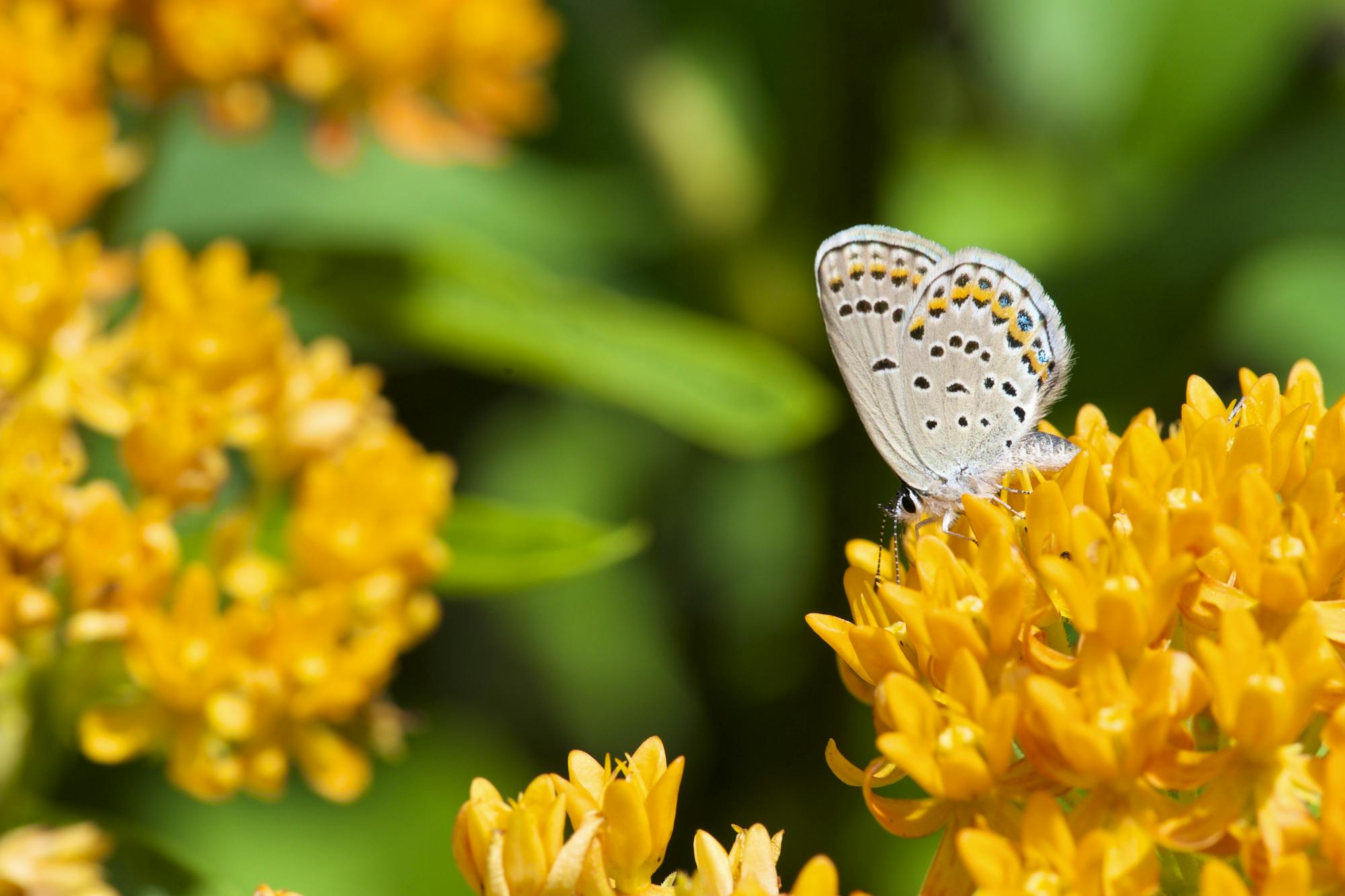 Karner blue butterfly on orange
