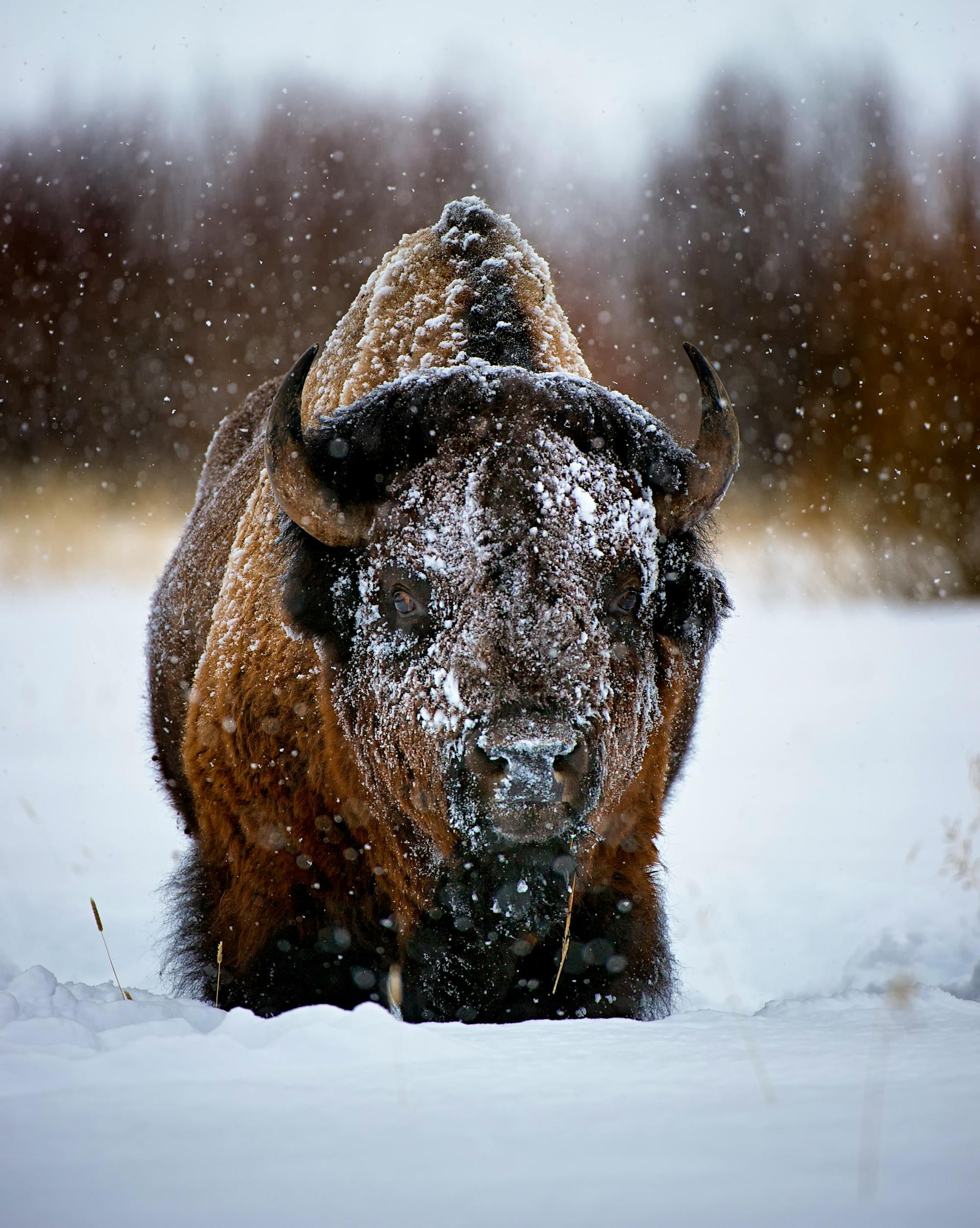 Bison Yellowstone National Park snow storm
