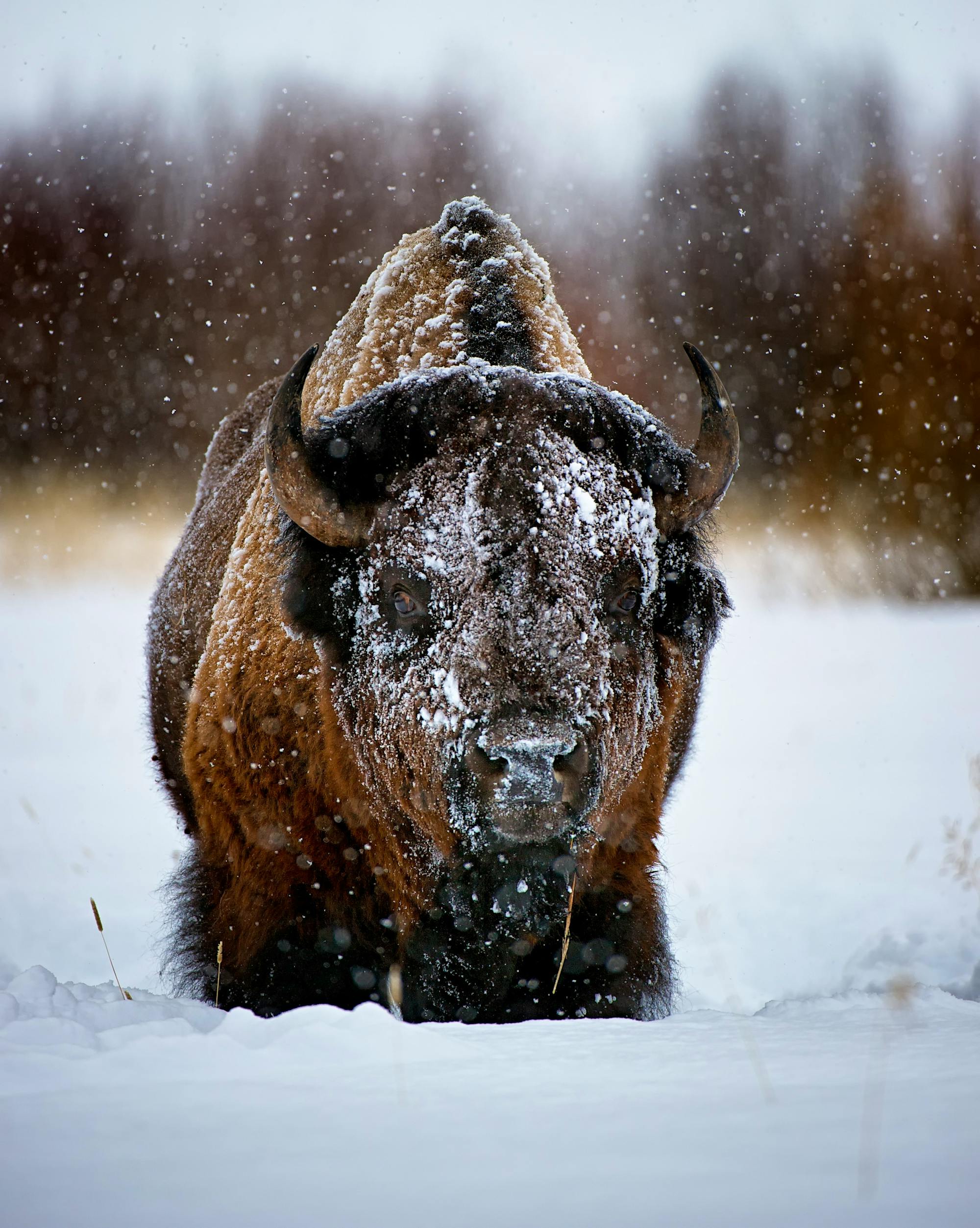 Bison Yellowstone National Park snow storm 