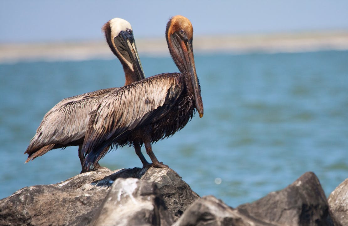 Pelicans after BP oil spill Gulf of Mexico June 2010