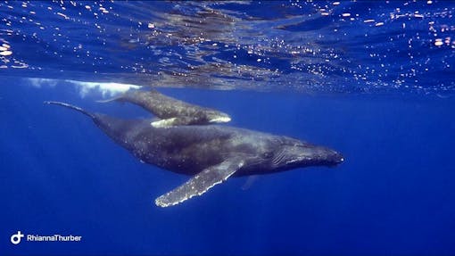 Humpback whale cow and calf pair in Hawaii 