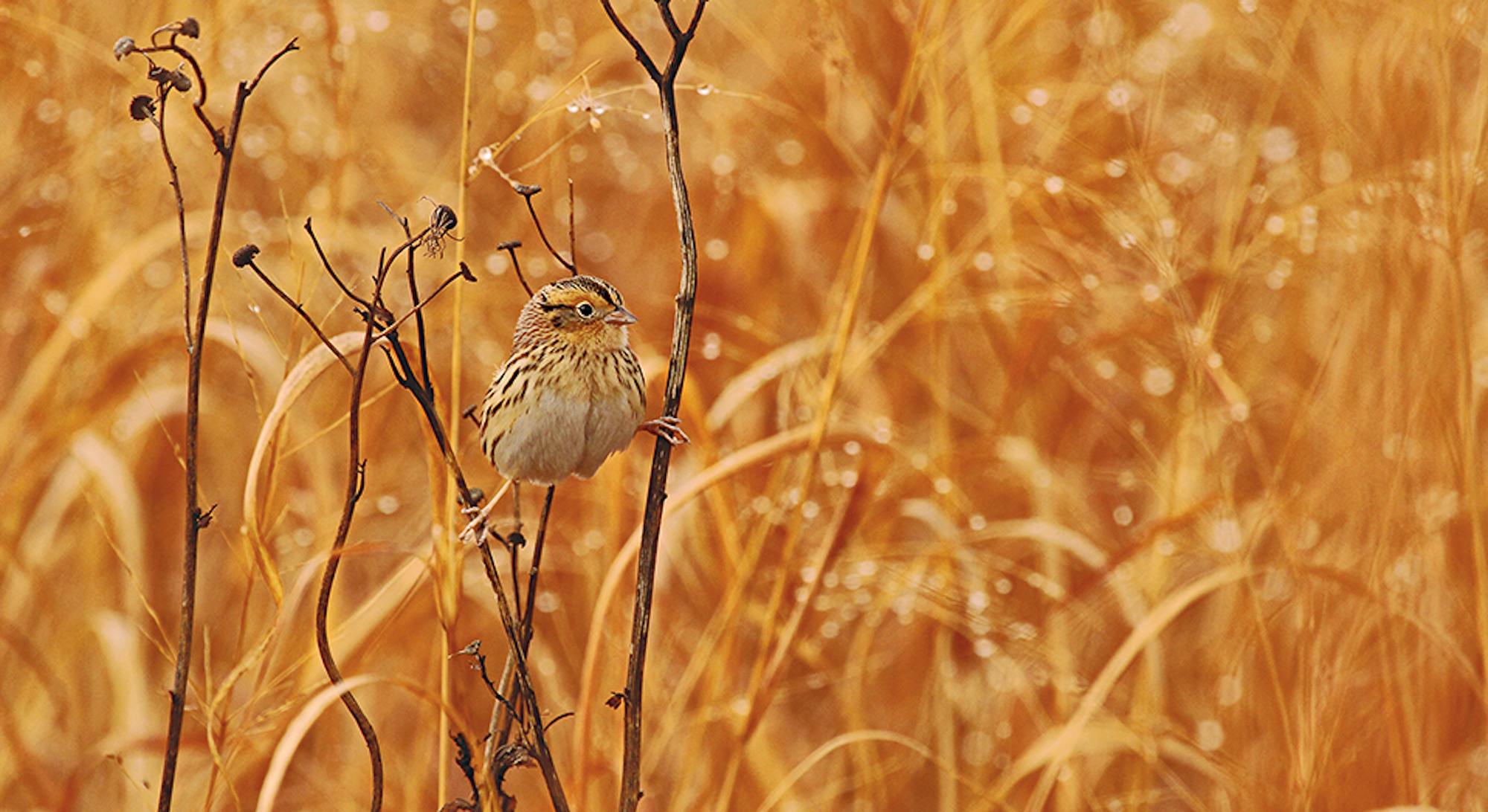 Grassland Birds