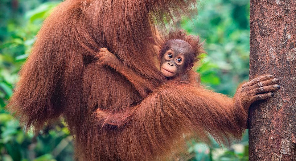 Habitat loss to palm oil plantations in Indonesia and Malaysia is imperiling orangutans. Avoid palm oil by checking the labels on the snacks you buy, and you will be helping these great apes survive.