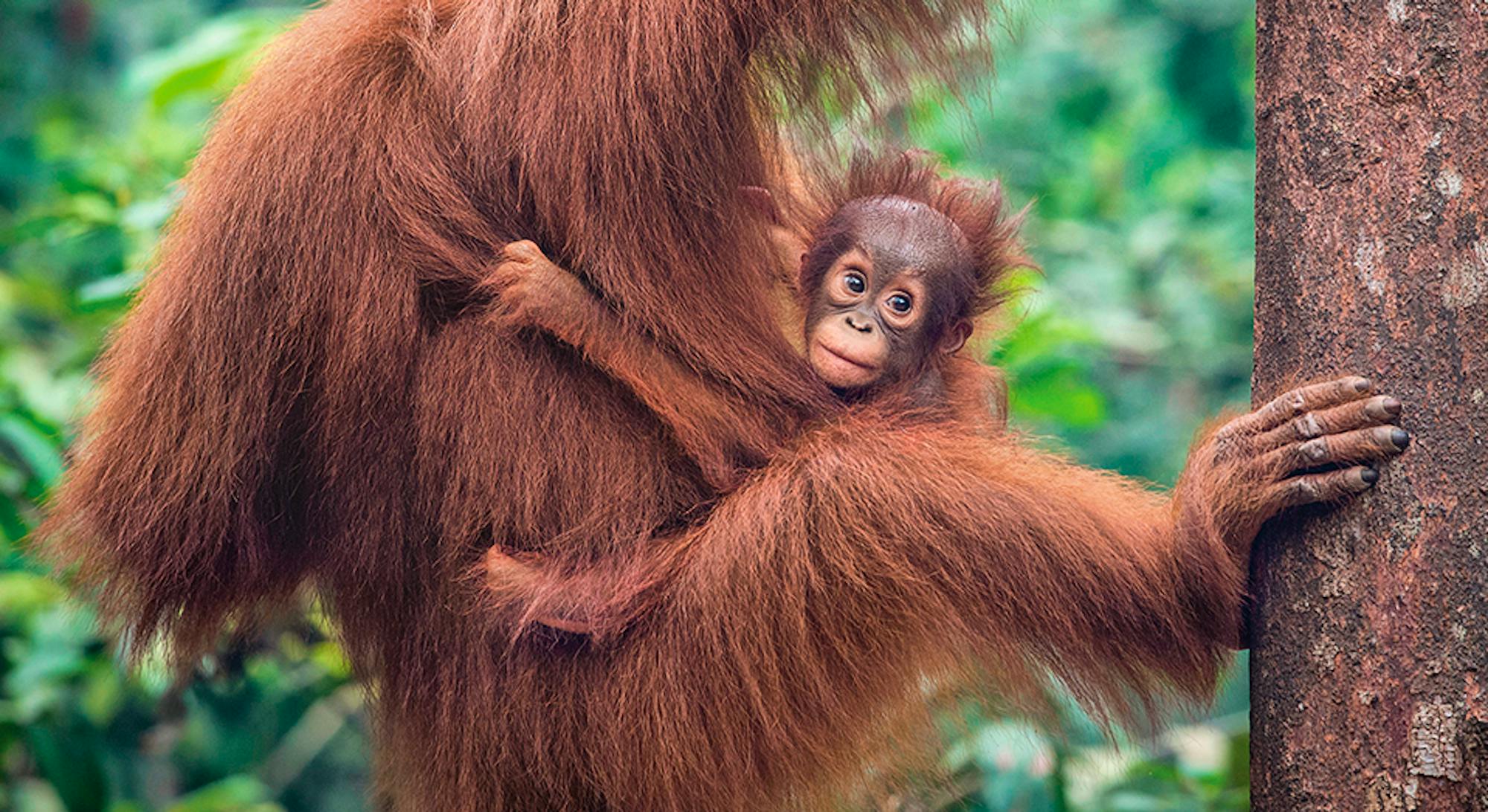 Habitat loss to palm oil plantations in Indonesia and Malaysia is imperiling orangutans. Avoid palm oil by checking the labels on the snacks you buy, and you will be helping these great apes survive.