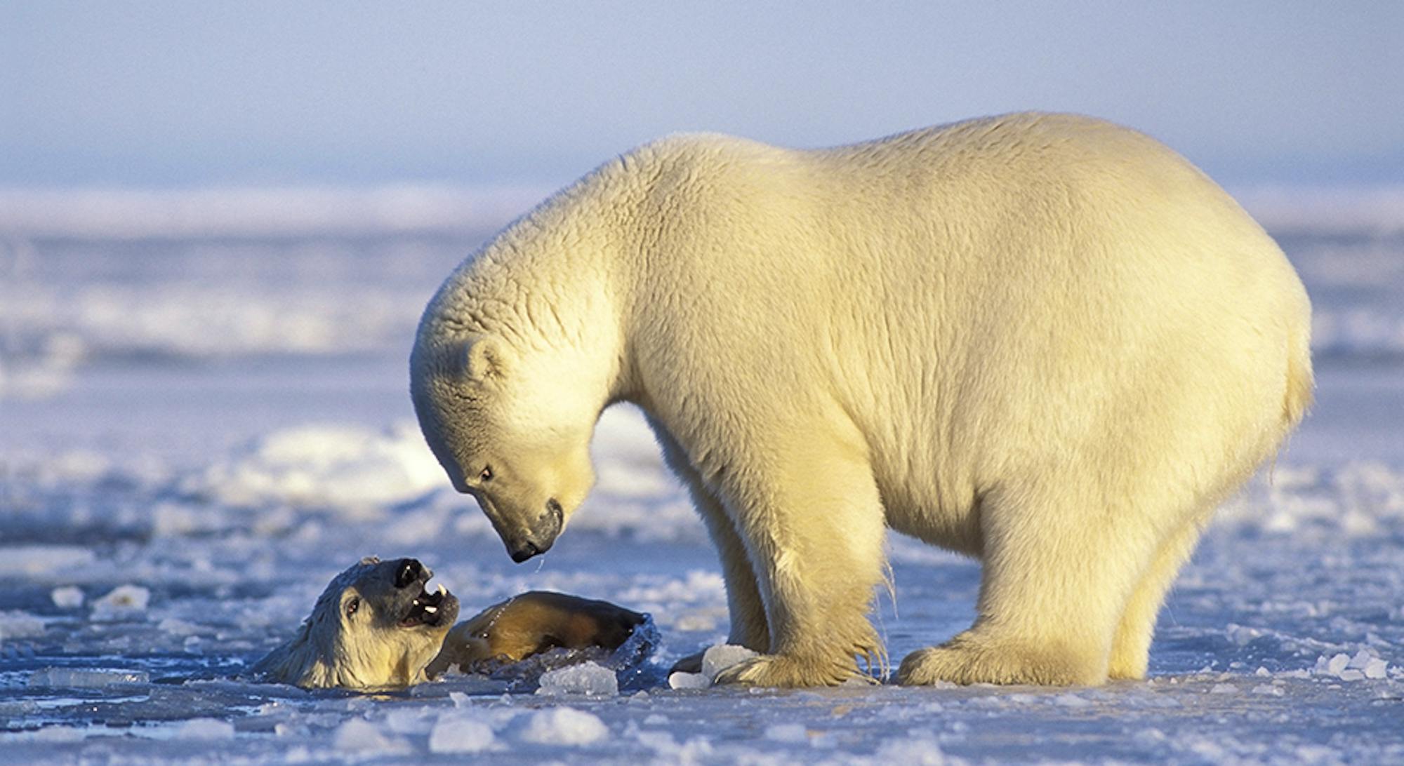 Magazine Winter 2020 - Polar Bear, Photo: Design Pics Inc/natgeoimagecollection.com