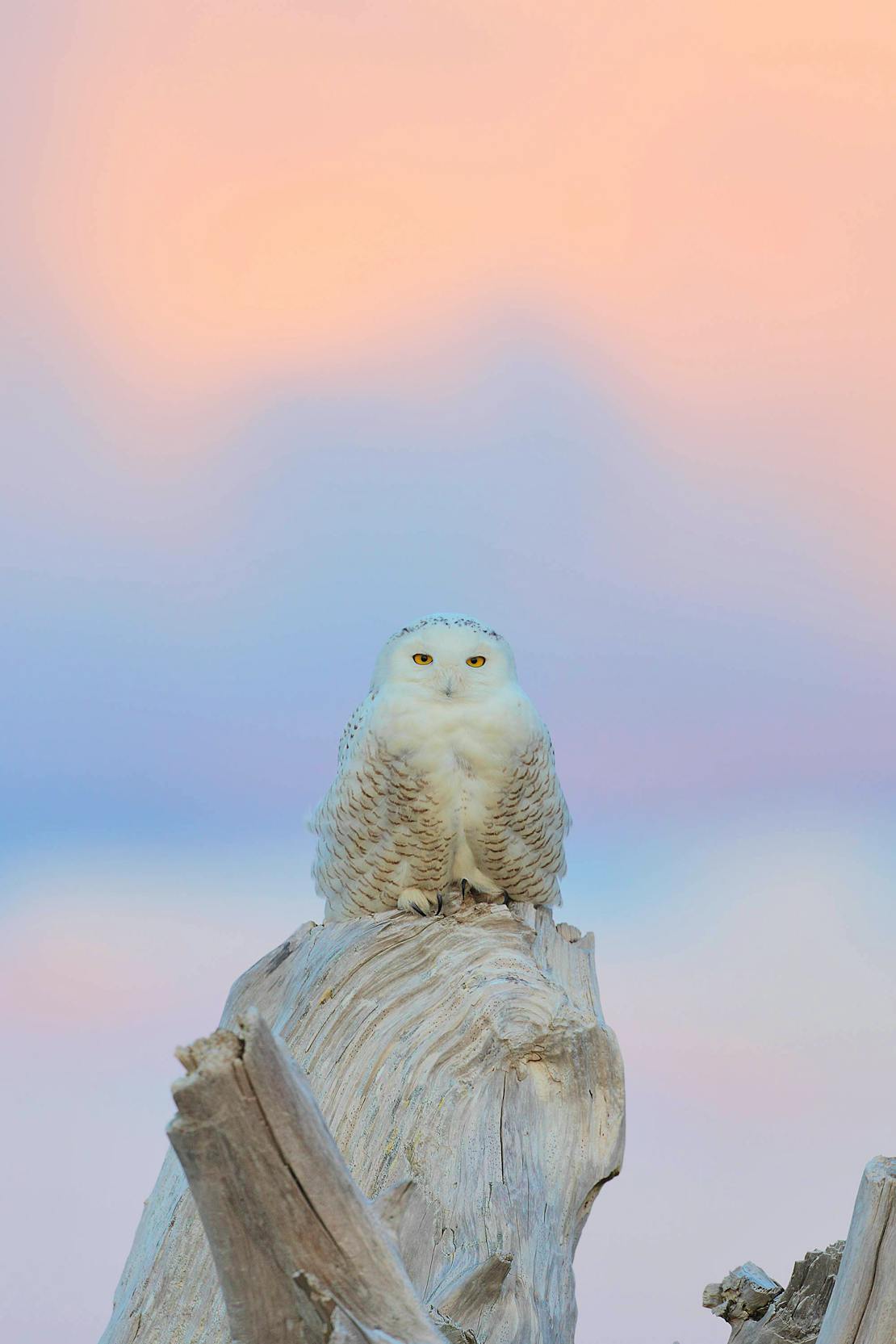 Snowy owl - Damon Point State Park, Washington