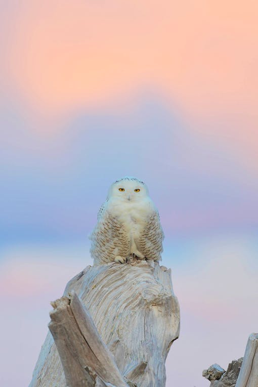 Snowy owl - Damon Point State Park, Washington