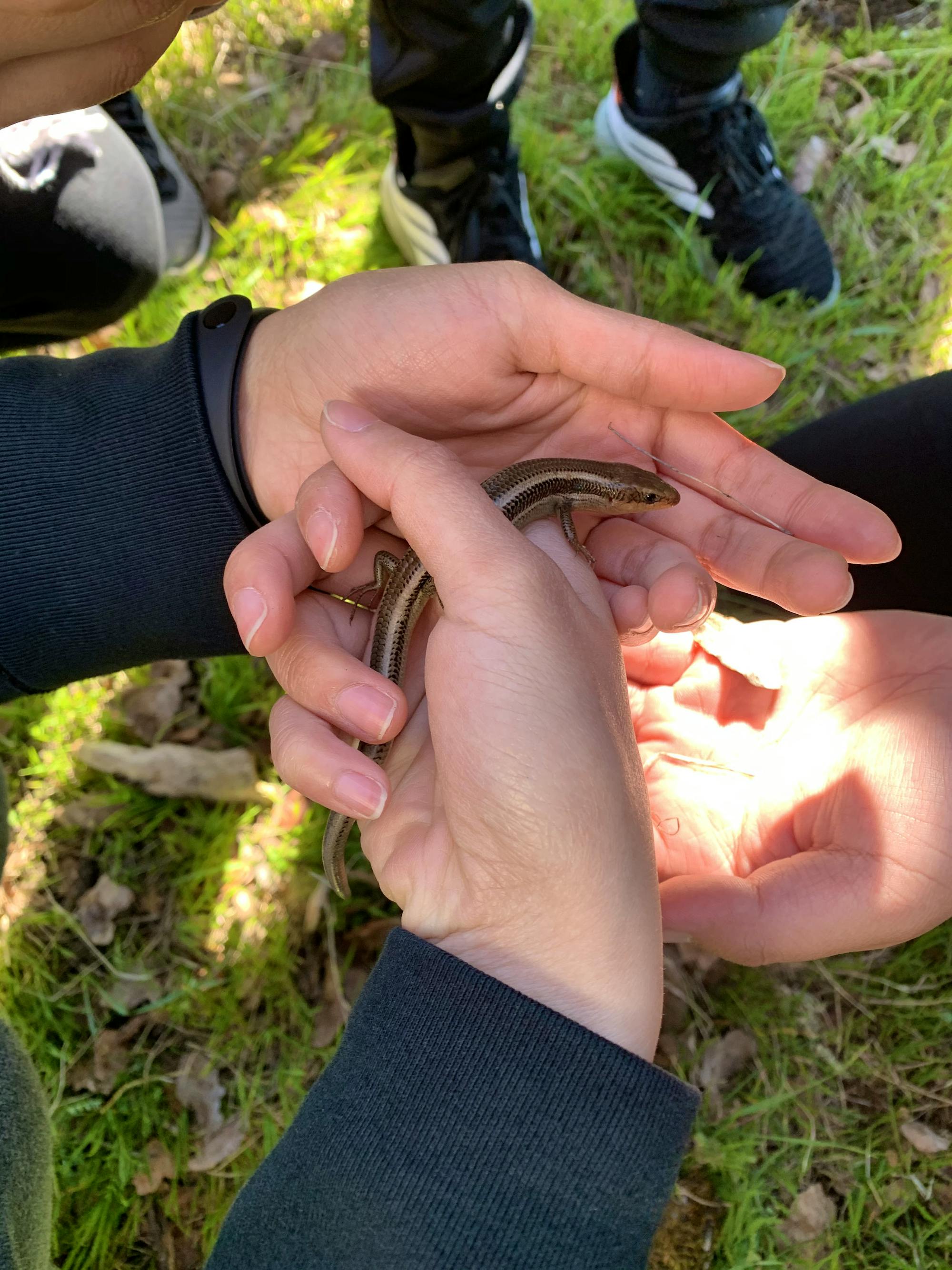 Western Skink - California - Quail Ridge Nature Walk