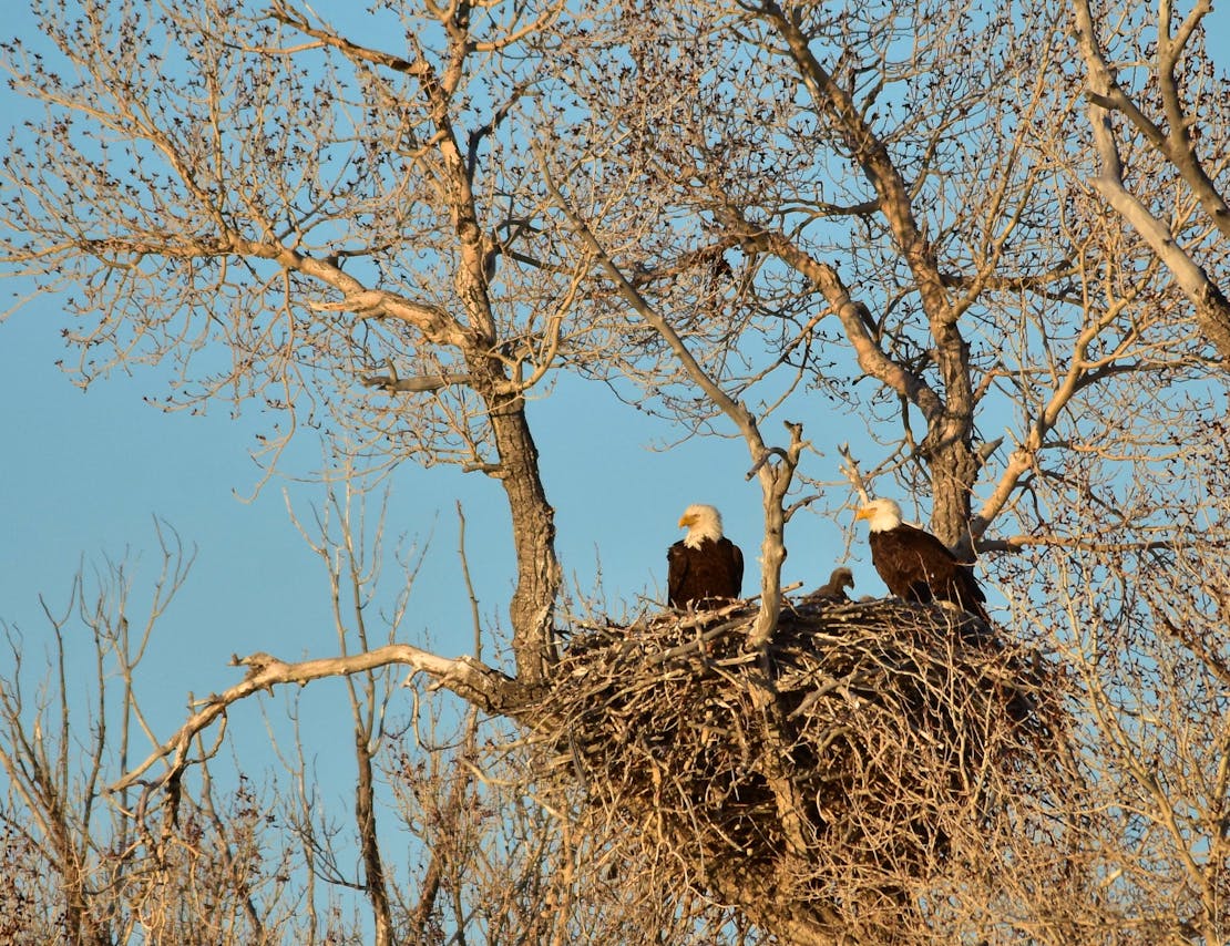 Bald eagle nest on Seedskadee National Wildlife Refuge