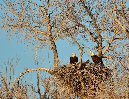 Bald eagle nest on Seedskadee National Wildlife Refuge