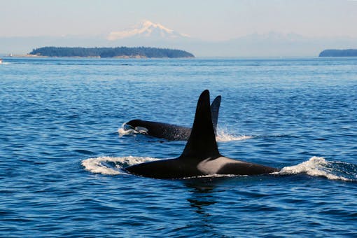 L's and K's headed northeast into the Strait of Georgia where they would meet up with most of the rest of the Southern Residents headed in the opposite direction creating a "superpod." Photo taken from the sandstone shores of East Point, Saturna Island, looking due east towards Patos Island and Mt. Baker.