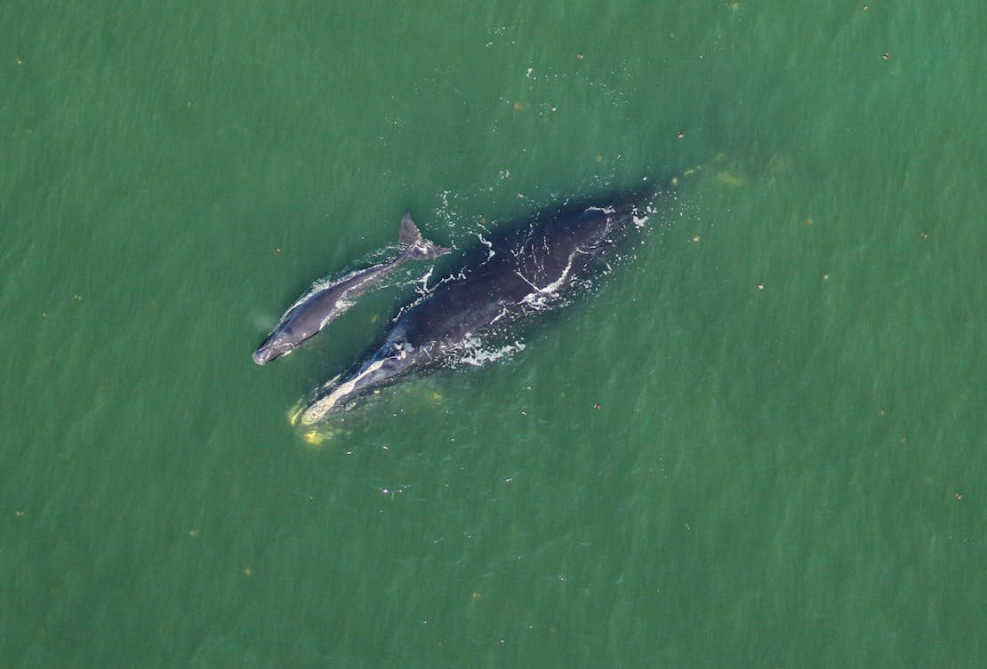 Right Whale Catalog #3101- Harmonia with her Newborn Calf approx. 7 nautical miles off Cumberland Island, GA 