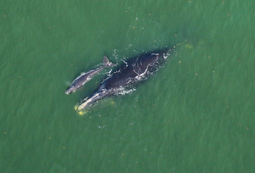 Right Whale Catalog #3101- Harmonia with her Newborn Calf approx. 7 nautical miles off Cumberland Island, GA 