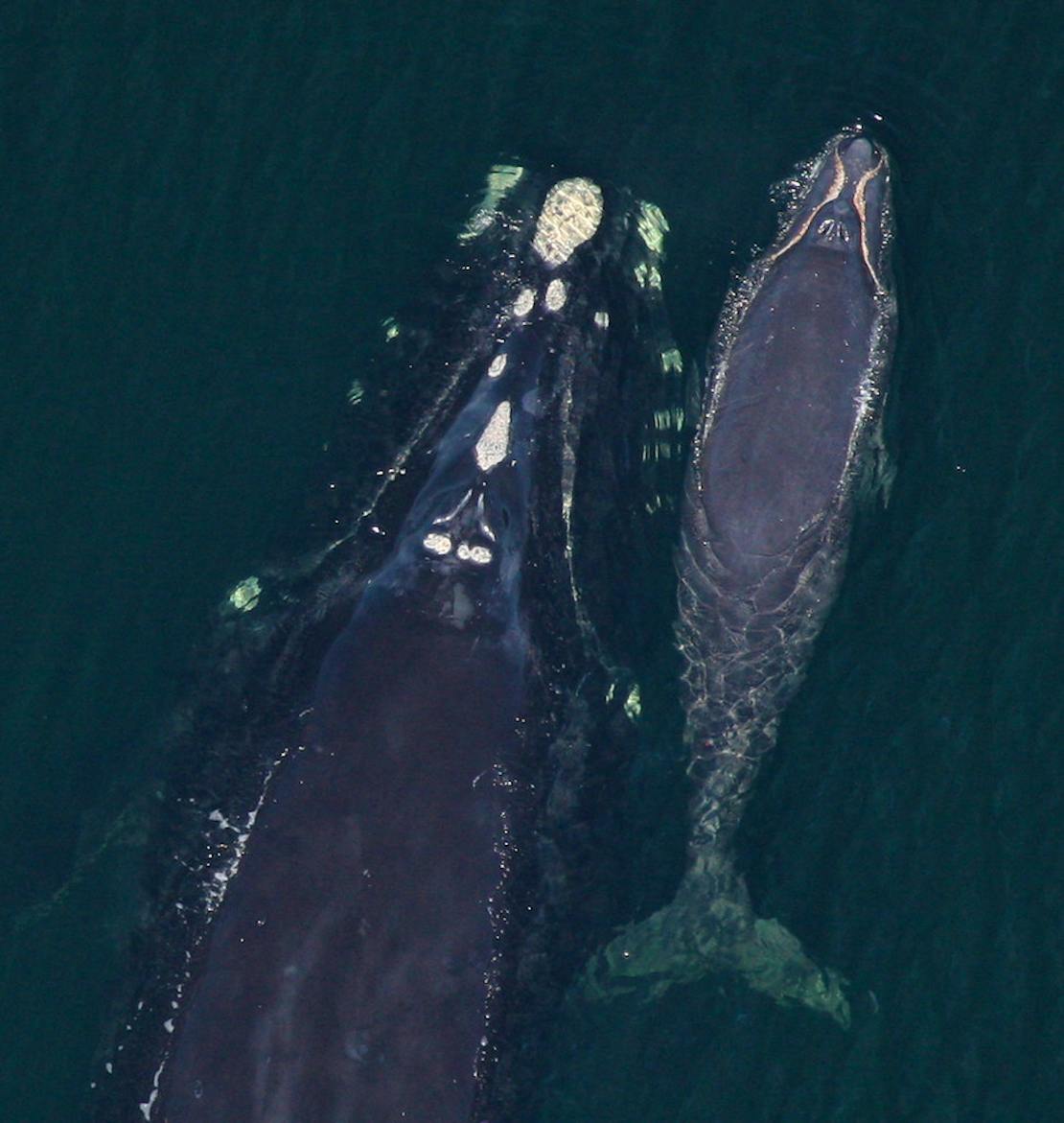 Right whale mother and calf March 20, 2010