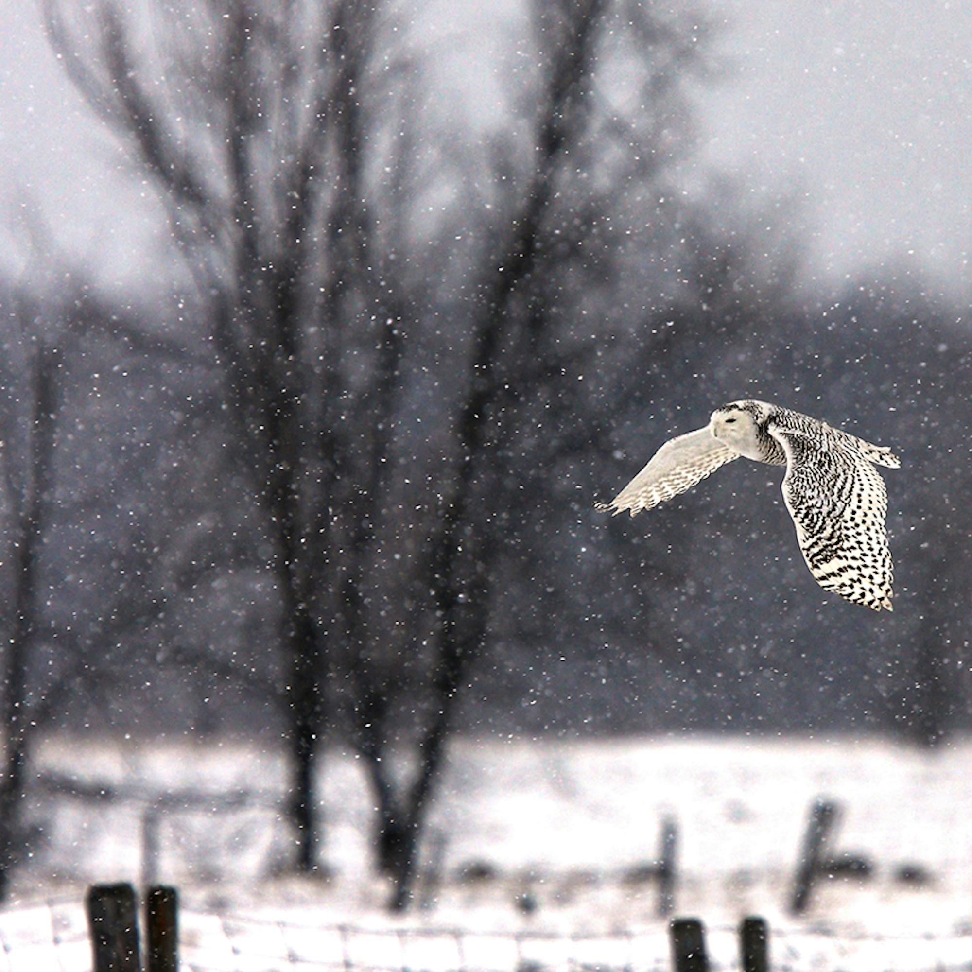 Snowy Owl